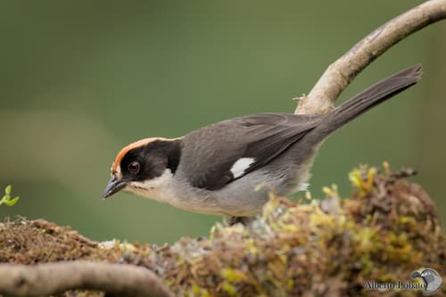 White-winged Brushfinch