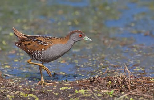 Baillon's Crake