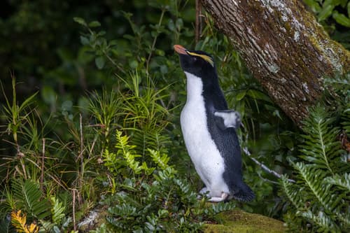 Fiordland Penguin