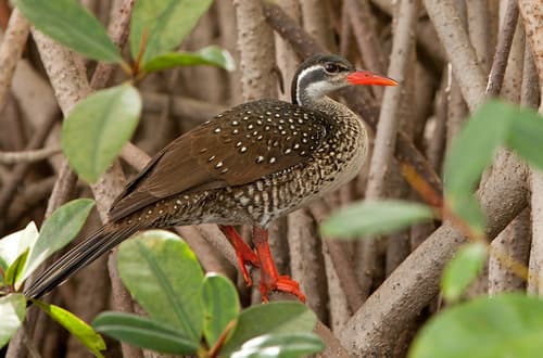 African Finfoot