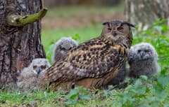 Eurasian Eagle-Owl