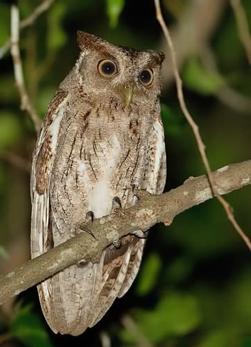 Pacific Screech-Owl