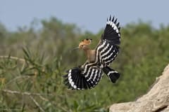 Hoopoe
