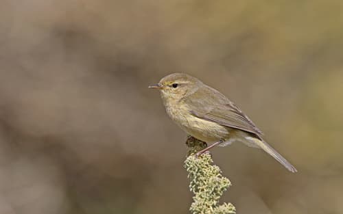 Canary Islands Chiffchaff