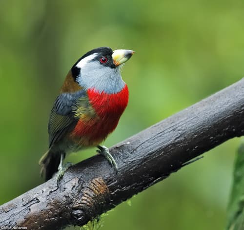 Toucan Barbet