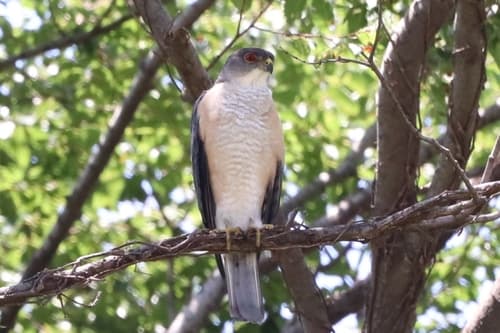 Japanese Sparrowhawk