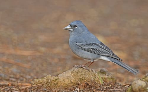 Tenerife Blue Chaffinch