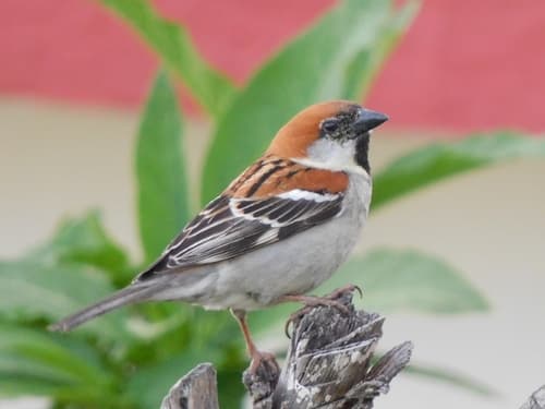 Russet Sparrow
