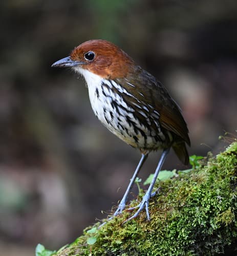 Chestnut-crowned Antpitta