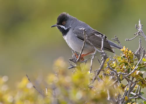Rüppell's Warbler
