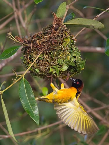 Village Weaver