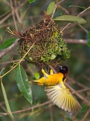 Village Weaver
