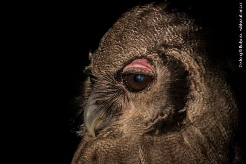 Verreaux's Eagle-Owl
