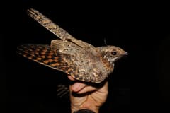 Standard-winged Nightjar