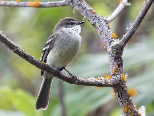 White-throated Tyrannulet