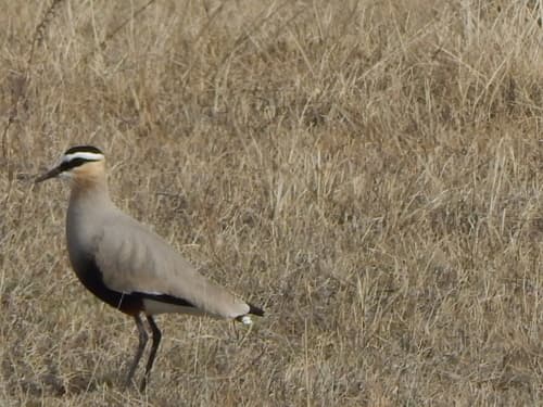 Sociable Lapwing