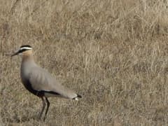Sociable Lapwing