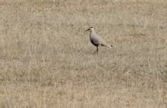 Sociable Lapwing