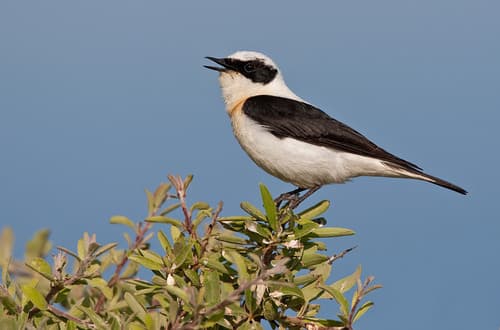 Eastern Black-eared Wheatear