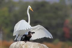 Great Egret