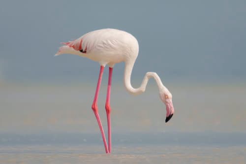 Greater Flamingo
