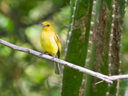 Ochre-lored Flatbill