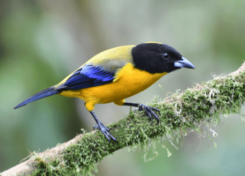 Black-chinned Mountain-Tanager