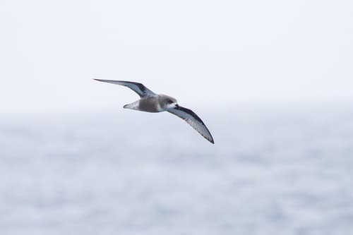 Mottled Petrel