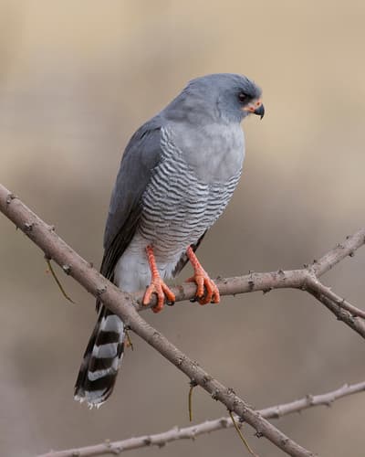 Gabar Goshawk