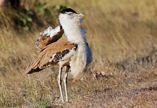 Australian Bustard
