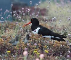 Eurasian Oystercatcher