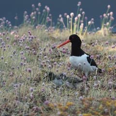 Eurasian Oystercatcher