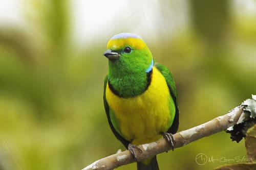 Golden-browed Chlorophonia