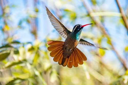 Xantus's Hummingbird