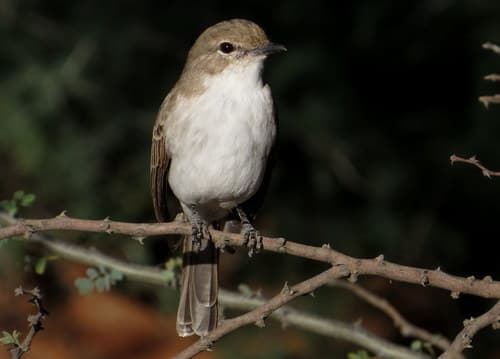 Marico Flycatcher
