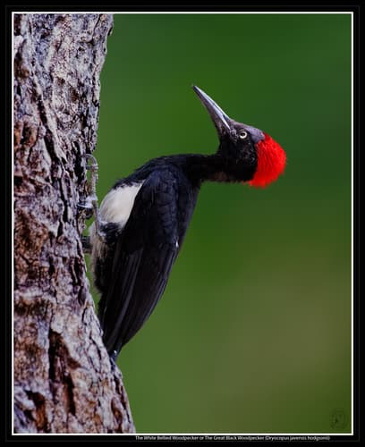 White-bellied Woodpecker