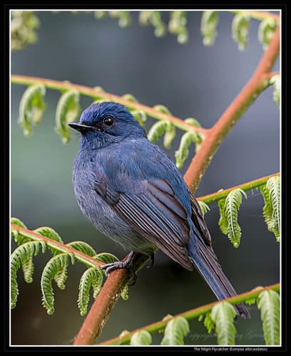 Nilgiri Flycatcher