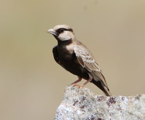 Ashy-crowned Sparrow-Lark