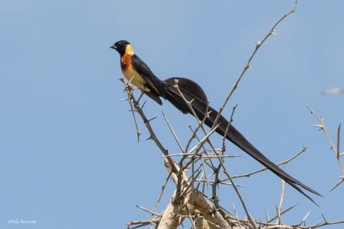 Eastern Paradise-Whydah