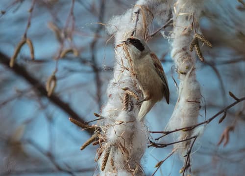 Penduline Tit