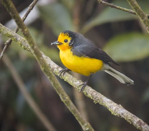Golden-fronted Redstart