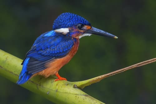 Blue-eared Kingfisher