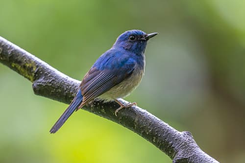 Hainan Blue Flycatcher