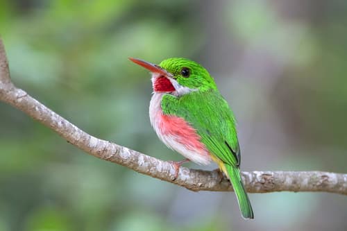Broad-billed Tody