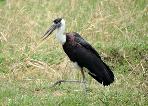 Asian Woolly-necked Stork