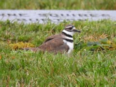 Killdeer