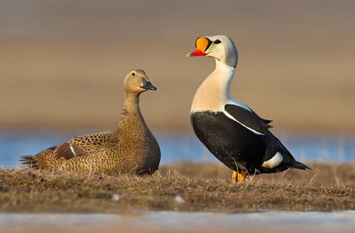 King Eider