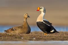 King Eider