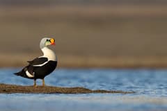 King Eider
