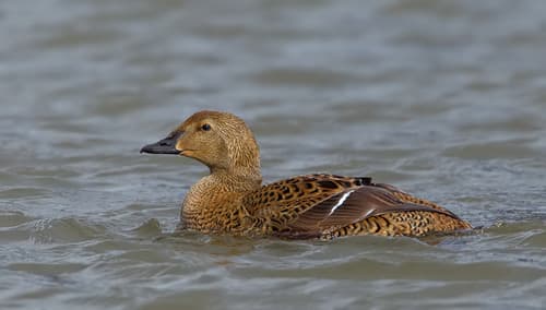 King Eider